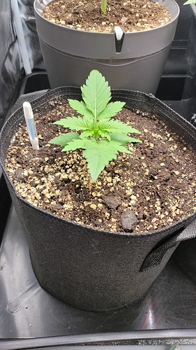 Growreport Bild 6