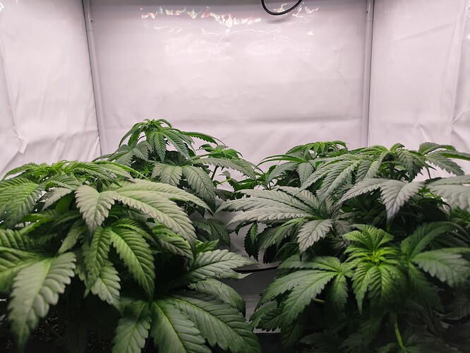 Growreport Bild 20