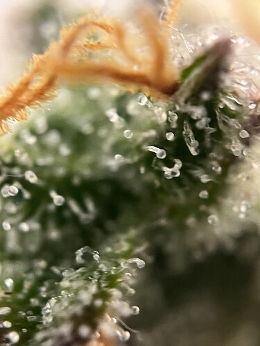 Growreport Bild 15