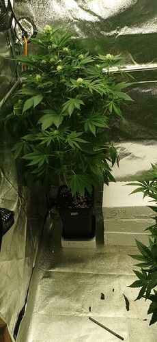Growreport Bild 30