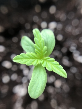 Growreport Bild 40