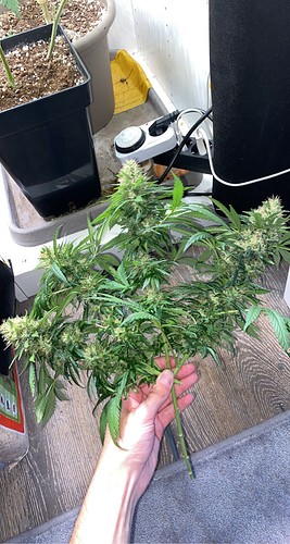 Growreport Bild 5