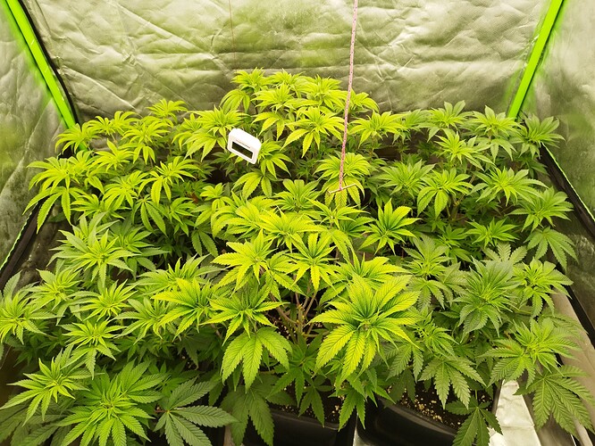 Growreport Bild 9