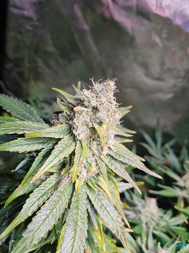 Growreport Bild 13