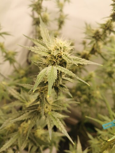 Growreport Bild 3