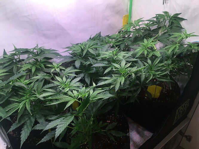 Growreport Bild 4