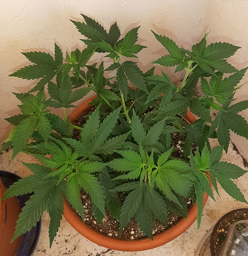Growreport Bild 2