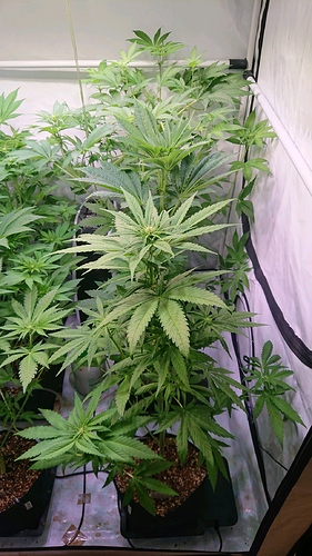 obscura1604344004282