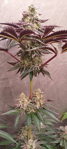 Growreport Bild 10