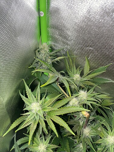 Growreport Bild 44