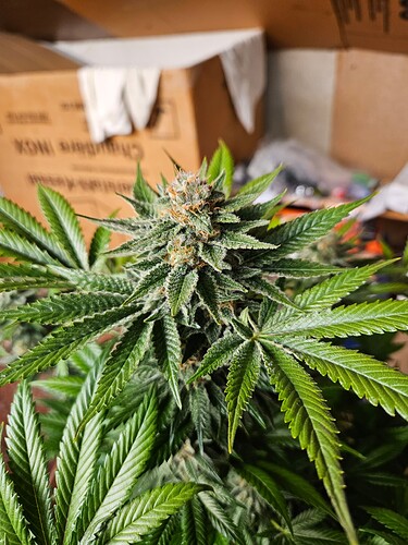 Growreport Bild 5