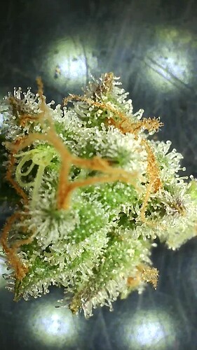 Growreport Bild 8
