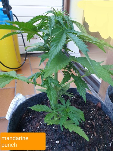 Growreport Bild 8