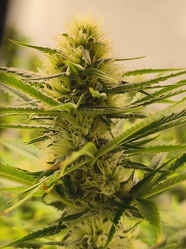 Growreport Bild 1