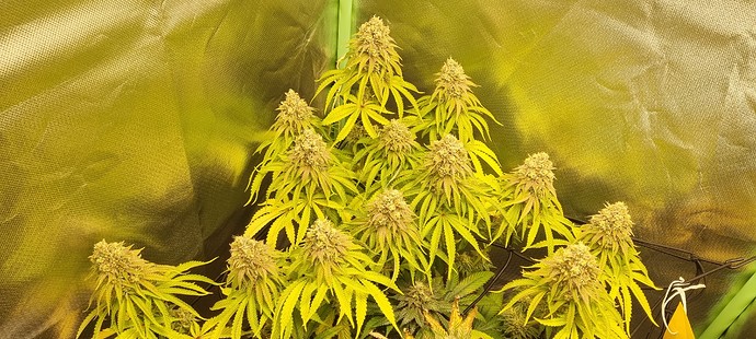 Growreport Bild 24