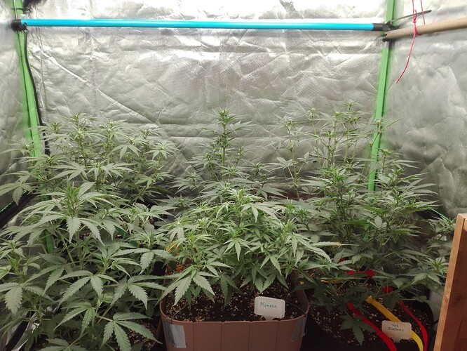 Growreport Bild 22
