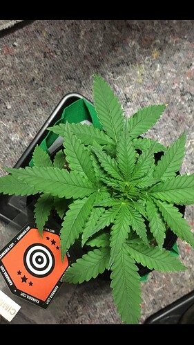 Growreport Bild 3