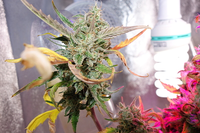Growreport Bild 42