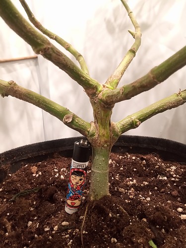 Growreport Bild 7