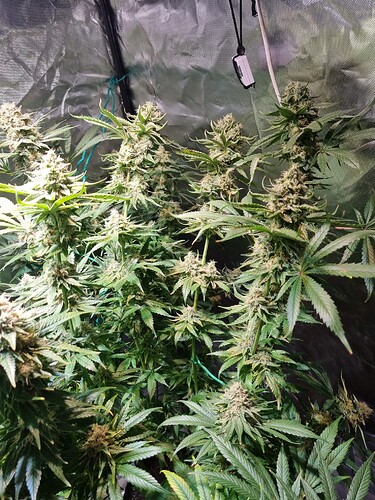 Growreport Bild 5