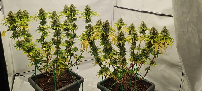 Growreport Bild 5