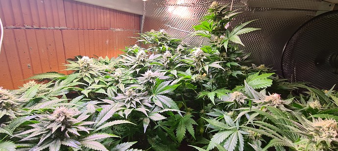 Mehrere blühende Cannabispflanzen mit dichten Blütenständen unter einer Grow-Lampe, im Hintergrund ist ein Ventilator und eine Ziegelwand zu sehen.