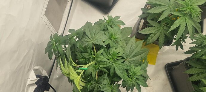 Growreport Bild 28