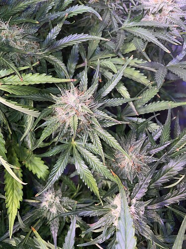 Growreport Bild 5