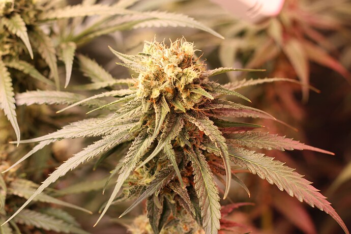 Growreport Bild 15