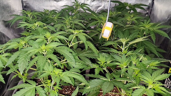 Growreport Bild 6