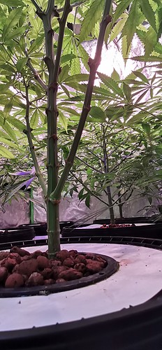 Growreport Bild 5