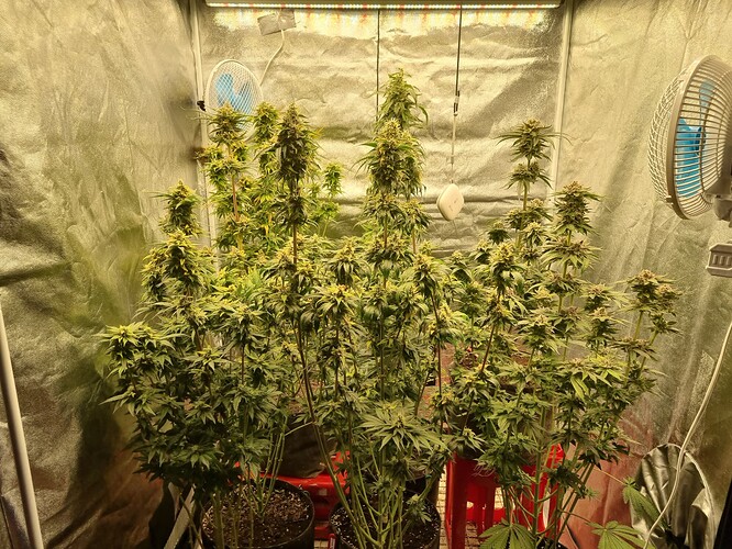Growreport Bild 31