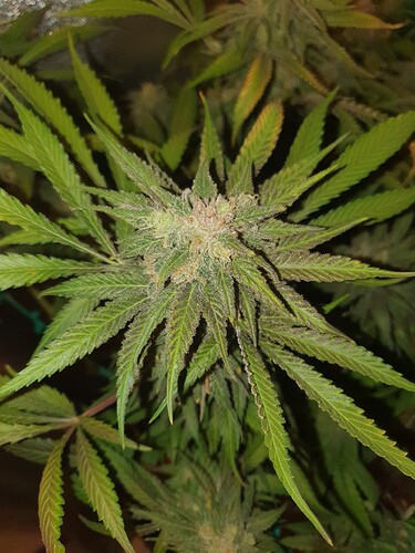 Growreport Bild 7