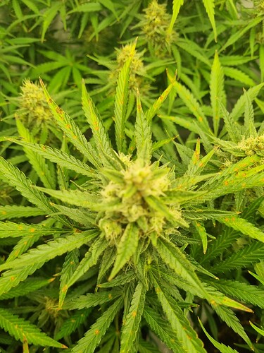 Growreport Bild 29