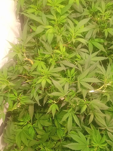 Growreport Bild 70