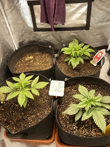 Growreport Bild 4