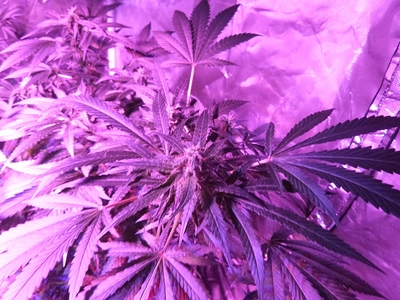 Growreport Bild 23