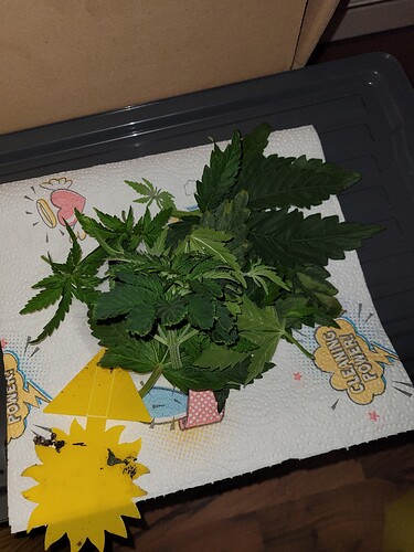 Growreport Bild 12