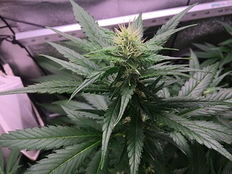 Growreport Bild 2