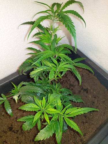 Growreport Bild 9