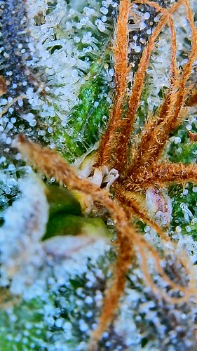 Growreport Bild 10