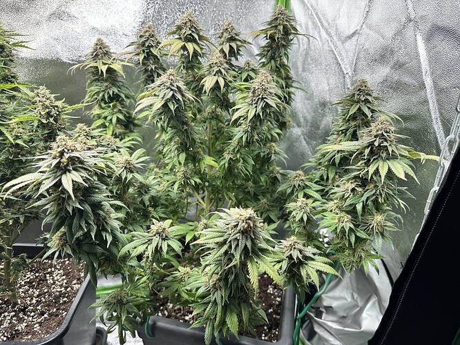 Growreport Bild 6