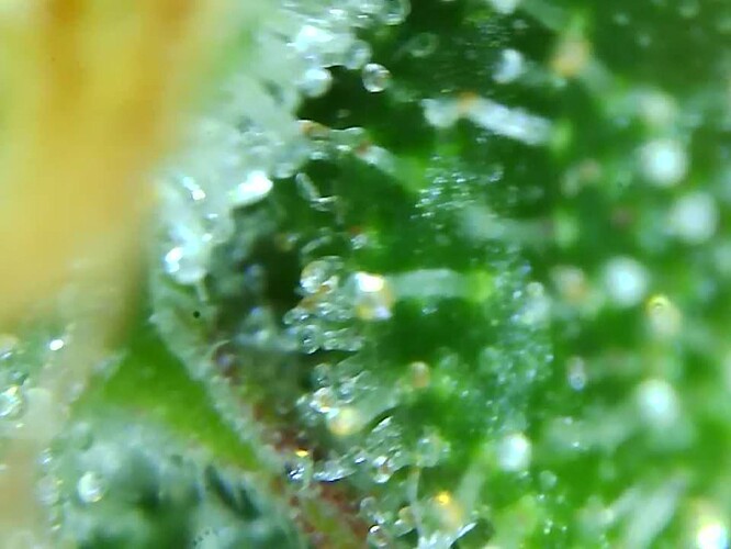 Growreport Bild 31