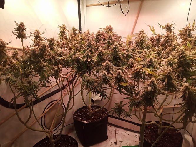 Growreport Bild 4