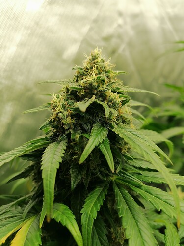 Growreport Bild 16