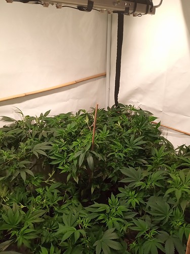 Growreport Bild 51