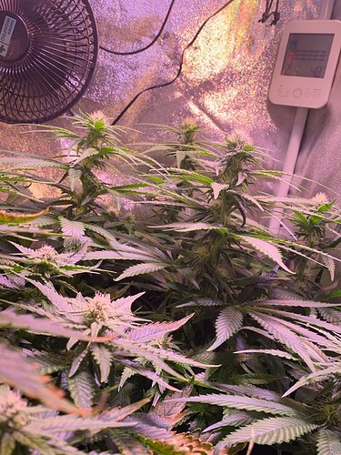 Growreport Bild 3