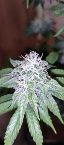 Growreport Bild 4