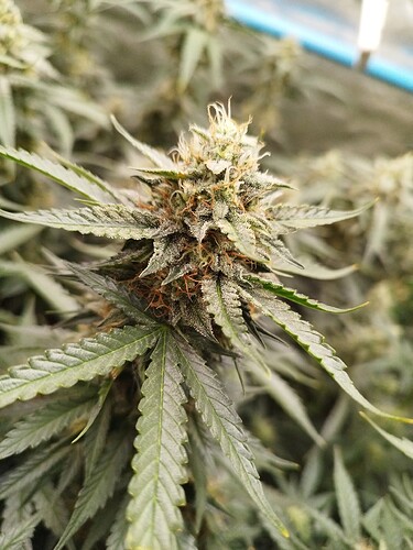 Growreport Bild 9