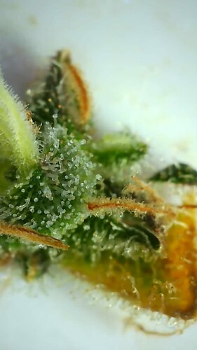 Growreport Bild 14